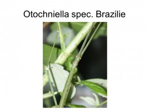 Otochniella sp. Brazilie